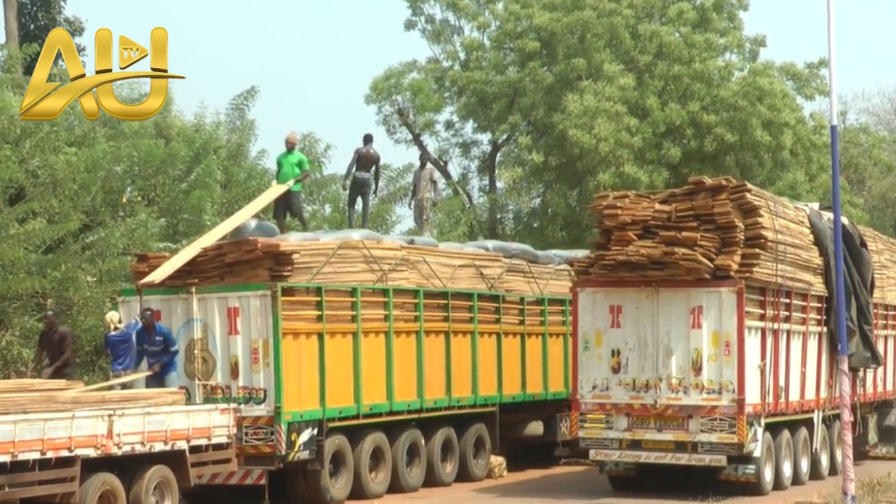 Massive Cocoa Smuggling Bust: Ghana Cocoa Board Secures 2,500 Bags in Sunyani