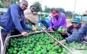 Read more about the article Kenya’s Avocado Boom Turns Smallholder Farmers into Millionaires