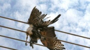 Read more about the article ECG Tackles Crow-Induced Power Cuts in Ashanti Region