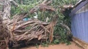 Read more about the article Windstorm Uproots Tree, Traps Family in Wa