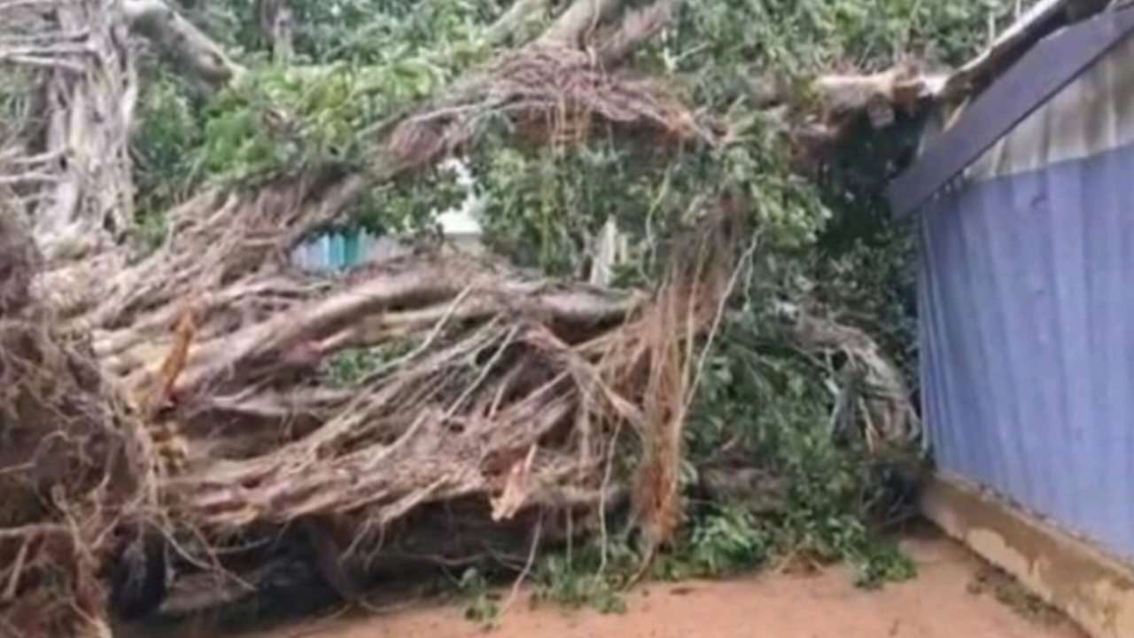 You are currently viewing Windstorm Uproots Tree, Traps Family in Wa