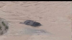 Read more about the article Body Found in Stream After Oforikrom Flood