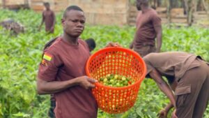 Read more about the article Sunyani Prison Farm Records First Harvest to Feed Inmates